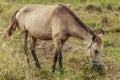 Horses, fertile kawatuna valley with foraging animals