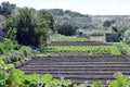 Crops growing in the lunzjata valley of Gozo Royalty Free Stock Photo