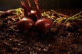 Fertile Onion soil plant. Generate Ai