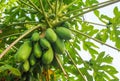 Fertile papaya tree