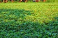 fertile peanut plants. on a wide field.