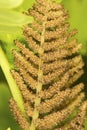 Fertile pinna of interrupted fern from Newbury, New Hampshire Royalty Free Stock Photo