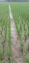 Fertile rice name 12 hst