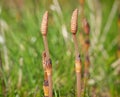 Fertile shoots of horsetail plant, Equisetum arvense Royalty Free Stock Photo