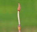 Fertile shoots of horsetail plant, Equisetum arvense Royalty Free Stock Photo