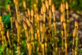 Fertile shoots in spring of field horsetails, widely spread plant around the northern hemisphere