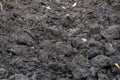 Fertile soil in the garden. Chernozem also called black soil, is a black-colored soil