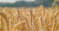 Fertile soil, harvest festival, crop yield. Agriculture industry. Sunset soft light. Wheat field, ears of wheat swaying Royalty Free Stock Photo