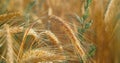 Fertile soil, harvest festival, crop yield. Agriculture industry. Sunset soft light. Wheat field, ears of wheat swaying Royalty Free Stock Photo