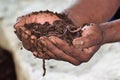 Earthworm and healthier soil that suitable for planting