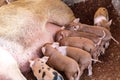 Fertile sow lying on hay and piglets suckling