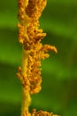 Fertile spike of a cinnamon fern in a golden light