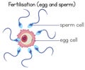 Fertilisation of egg and sperm diagram Royalty Free Stock Photo