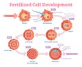 Fertilised Cell development diagram, vector illustration. Educational medical information.