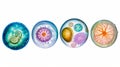 Fertilised Cell Development. Stages From Fertilization Royalty Free Stock Photo