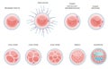 Fertilised cell development. Stages from fertilization till morula cell.