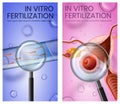 Fertilised Eggs in Uterus and Test Tube with Sperm