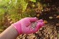 Fertilising garden plants in summer Royalty Free Stock Photo