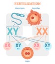 Fertilization diagram, vector illustration. Educational medical information.