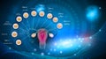 Embryo development