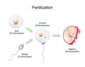 Fertilization. Fertilisation from egg plus sperm to zygote and Embryo