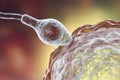 Fertilization of human egg cell by spermatozoan Royalty Free Stock Photo