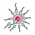 Fertilization of the ovum by the spermatozoon