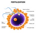 Fertilization. Penetration sperm cell of the Egg Royalty Free Stock Photo