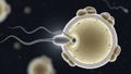 Fertilization process and sperm egg cell fusion in reproductive biology Royalty Free Stock Photo