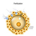 Fertilization. Sperm contacts the surface of an egg Royalty Free Stock Photo