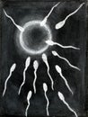 Oplodnenie z spermie a vajcia kreslenie krieda na tabule 