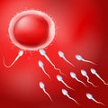 Sperm heading for the human egg. Red background.