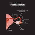 Fertilization. Vector illustration on a black