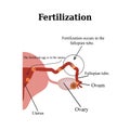 Fertilization. Vector illustration isolated on a