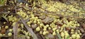 Fertilizer for fruit stimulants sprinkled on yellow soil Royalty Free Stock Photo
