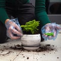 Fertilizers for home plants. Gloved hands putting fertilizer into the flower soil.