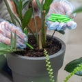 Fertilizers for home plants. Gloved hands putting fertilizer into the flower soil