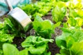 Fertilizes of lettuce field Royalty Free Stock Photo