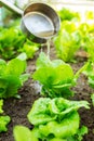 Fertilizes of lettuce field Royalty Free Stock Photo