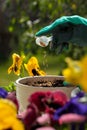 Fertilizing flowers