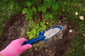 Fertilizing garden plants in summer Royalty Free Stock Photo