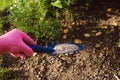 Fertilizing garden plants in summer. Gardener hand in glove Royalty Free Stock Photo
