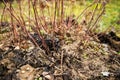 Fertilizing manure around blackberries plants Royalty Free Stock Photo