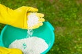 Fertilizing plants, lawns, trees and flowers. Gardener in gloves holds white fertilizer balls on grass