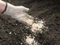 Fertilizing the soil with eggshells. Royalty Free Stock Photo