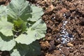 Fertilizing vegetable in garden Royalty Free Stock Photo