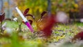 Fertilizing a vegetable garden with illegal substances Royalty Free Stock Photo