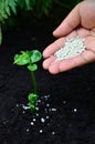 Fertilizing a young plant