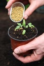 Fertilizing young plant