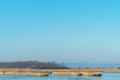 Ferto-Hansag National Park with birds and reed, Hungary